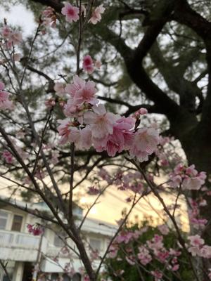 桜