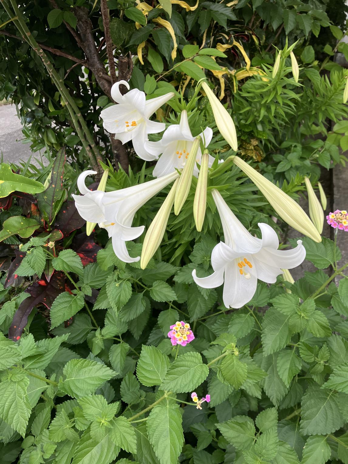 百合