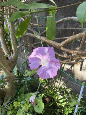 ピンク色