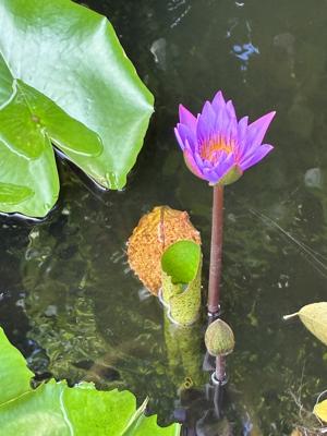 睡蓮