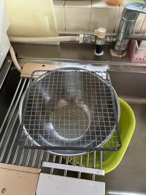 ウチカビの鉢