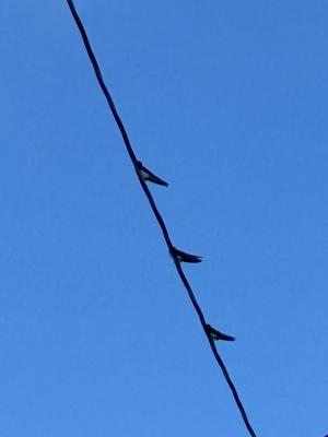 ツバメ