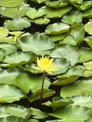 睡蓮の花