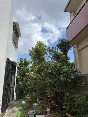 剪定後