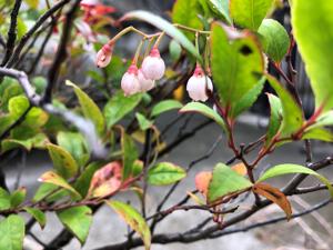 ピンクのギーマの花