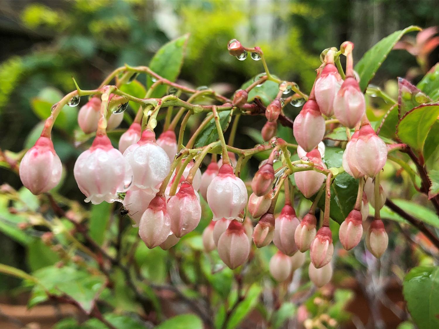 赤みのギーマの花