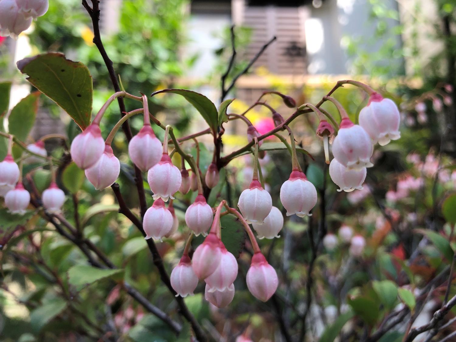 みどころを迎えたギーマの花