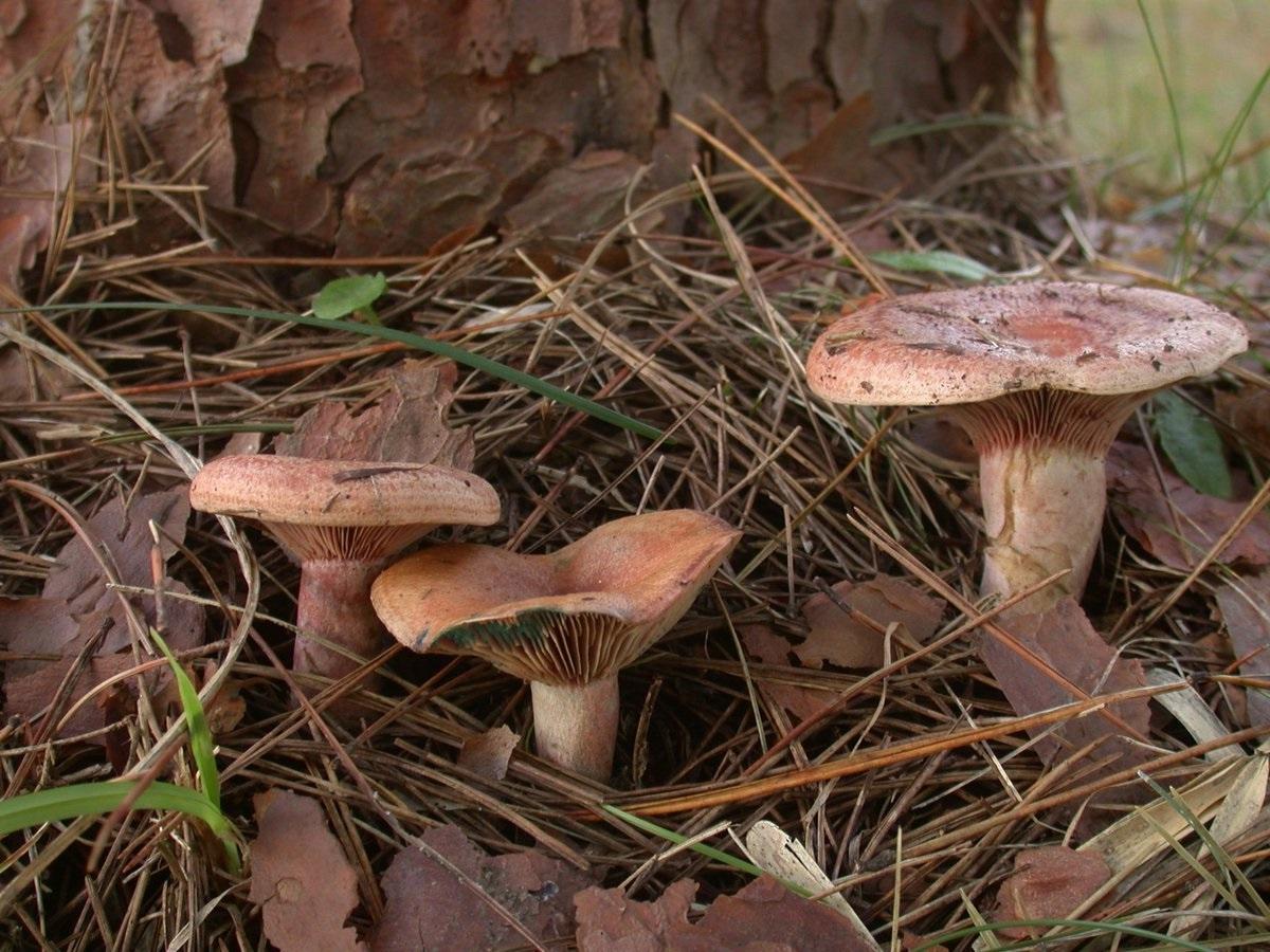 リュウキュウマツの根元にあるハツダケ