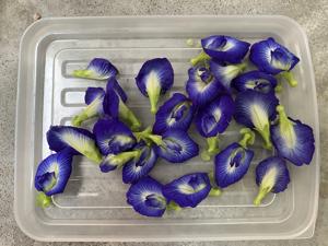 バタフライピーの花１