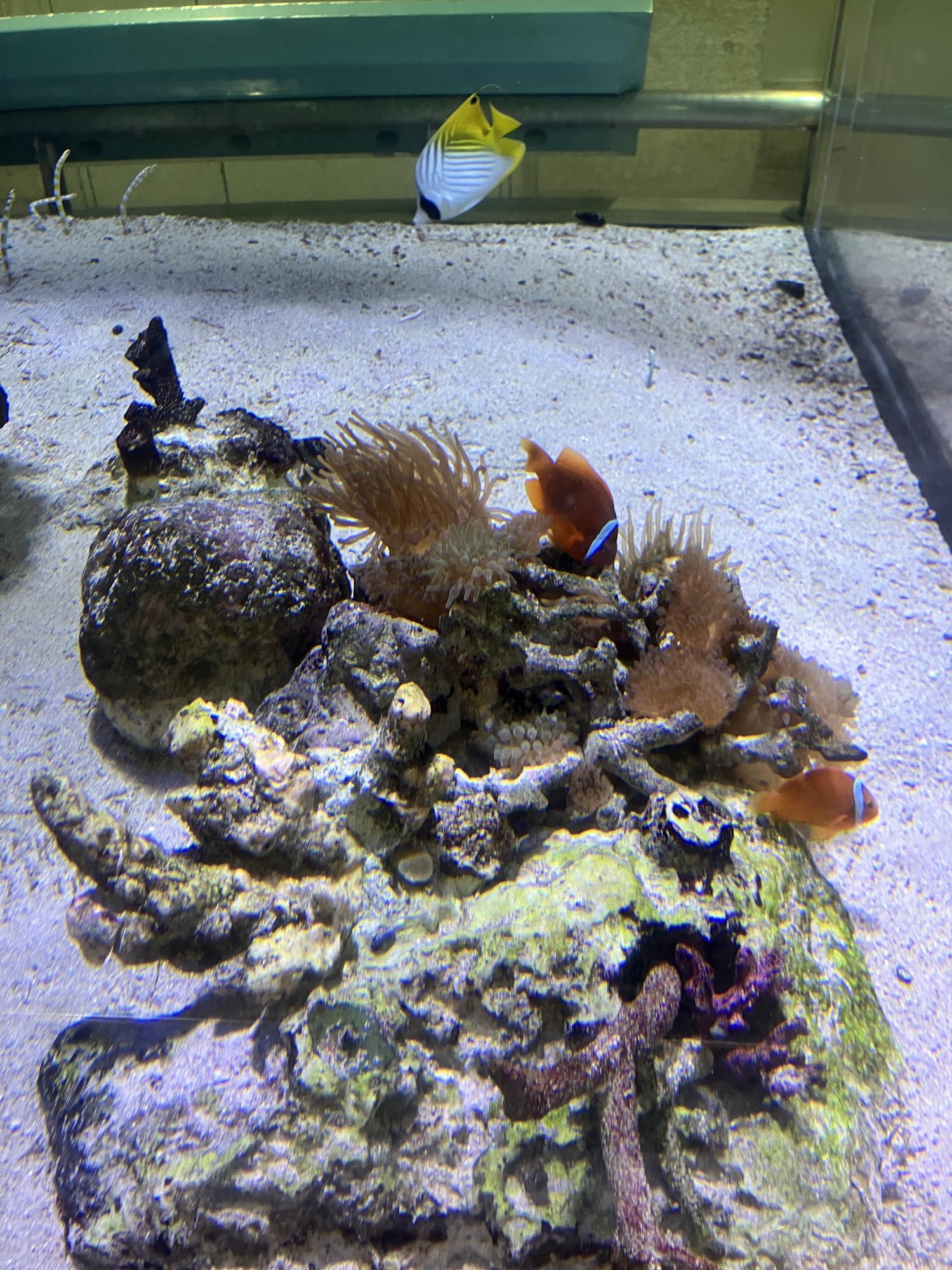 クマノミ