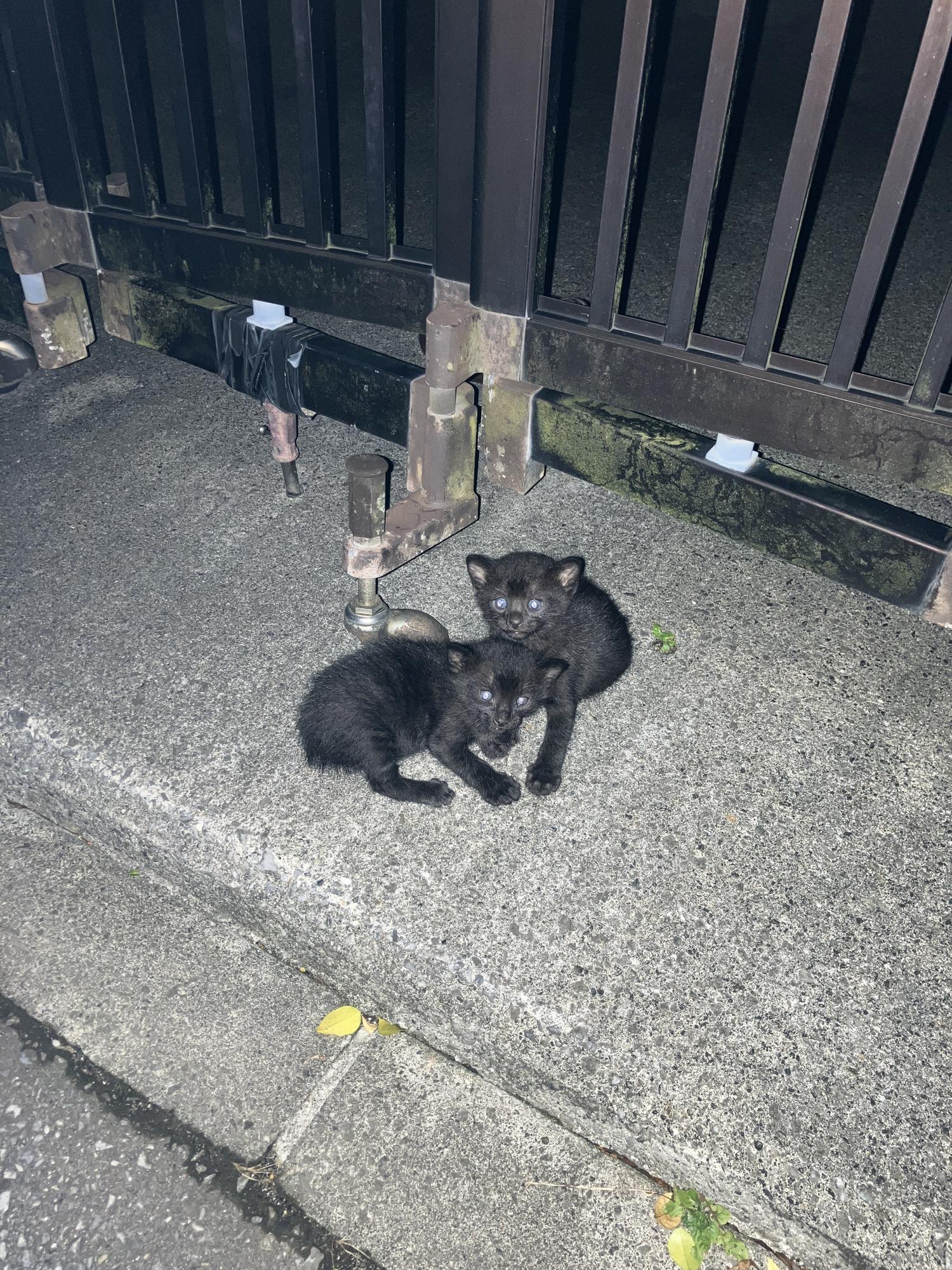 ２１：２７　駐車場の門にいた子猫たち