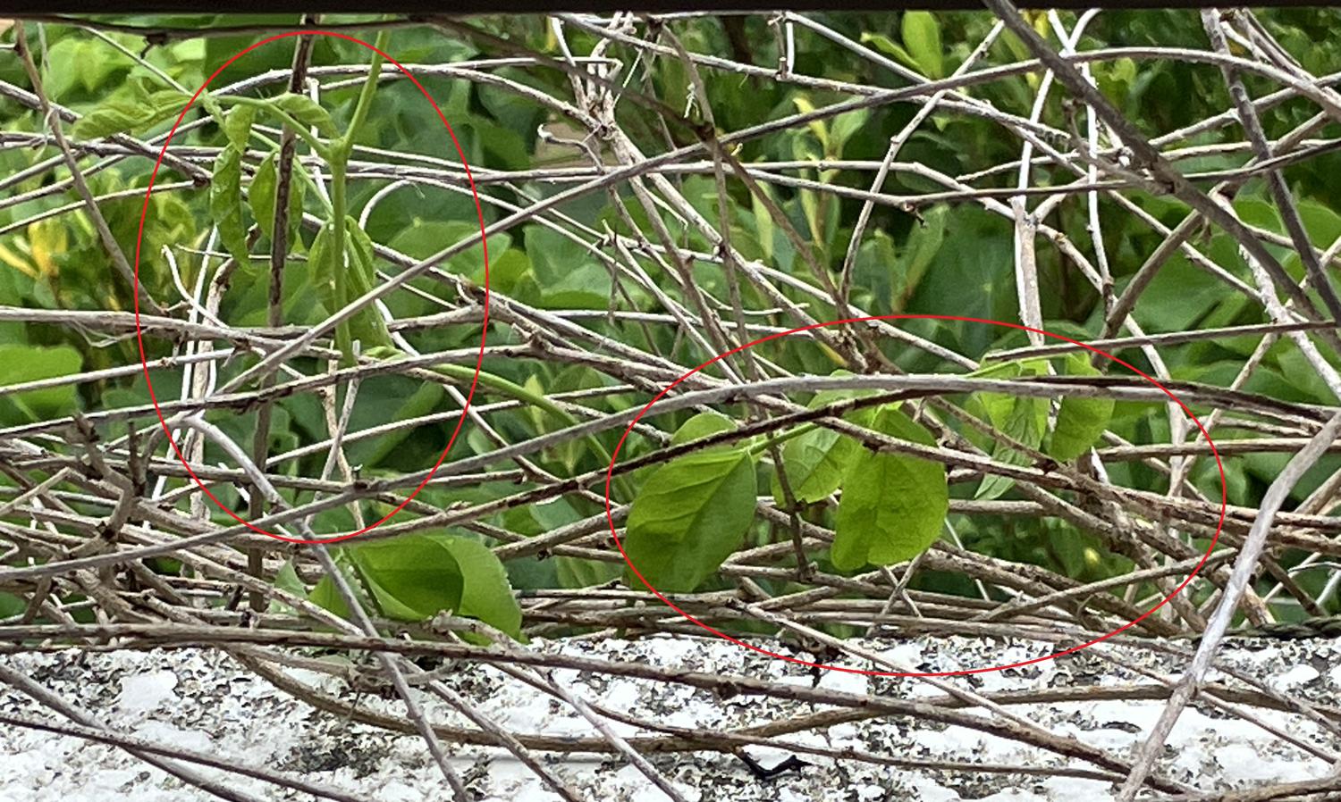 二階のベランダに、バタフライピーの蔓が伸びている