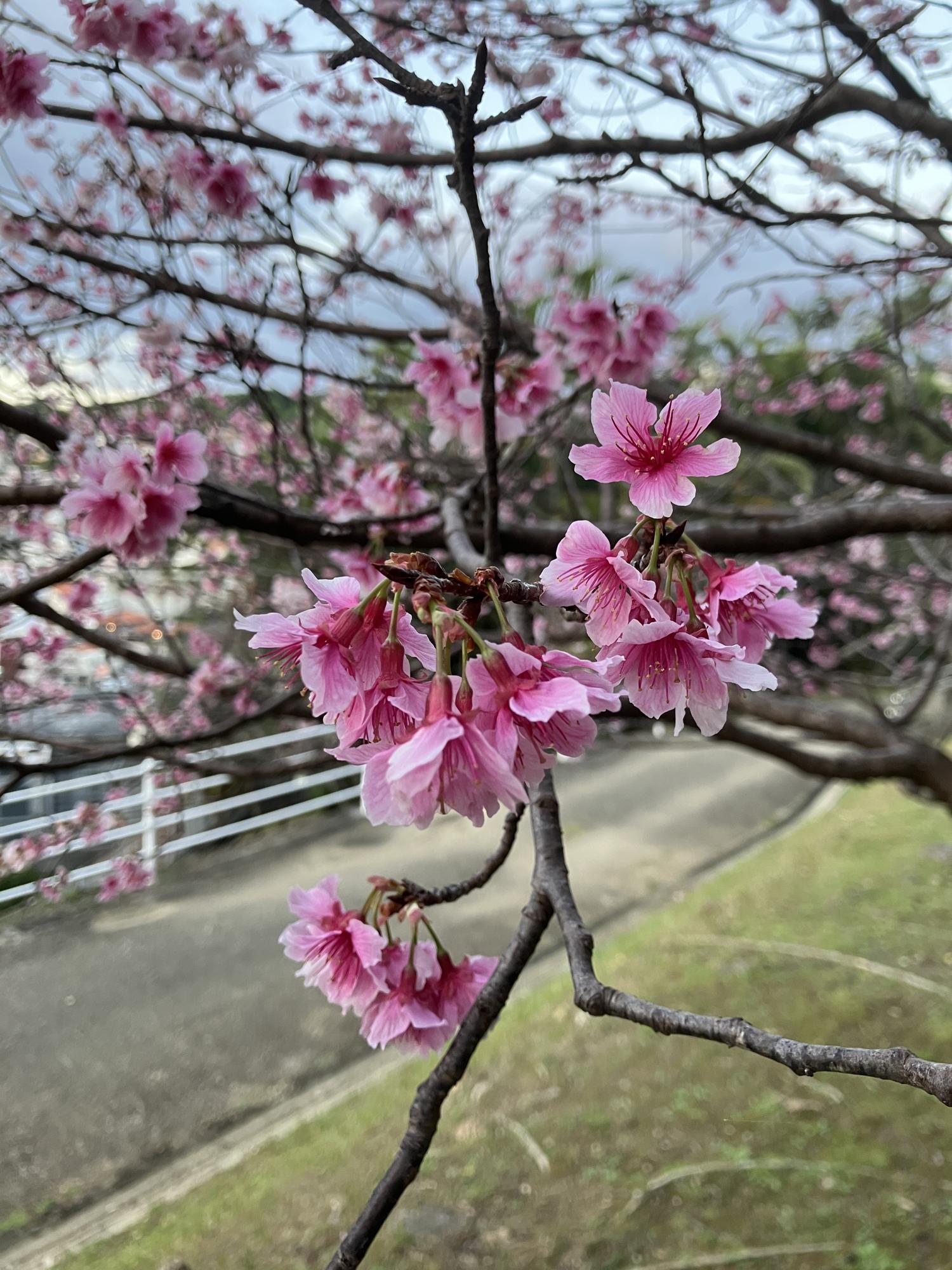 桜の枝