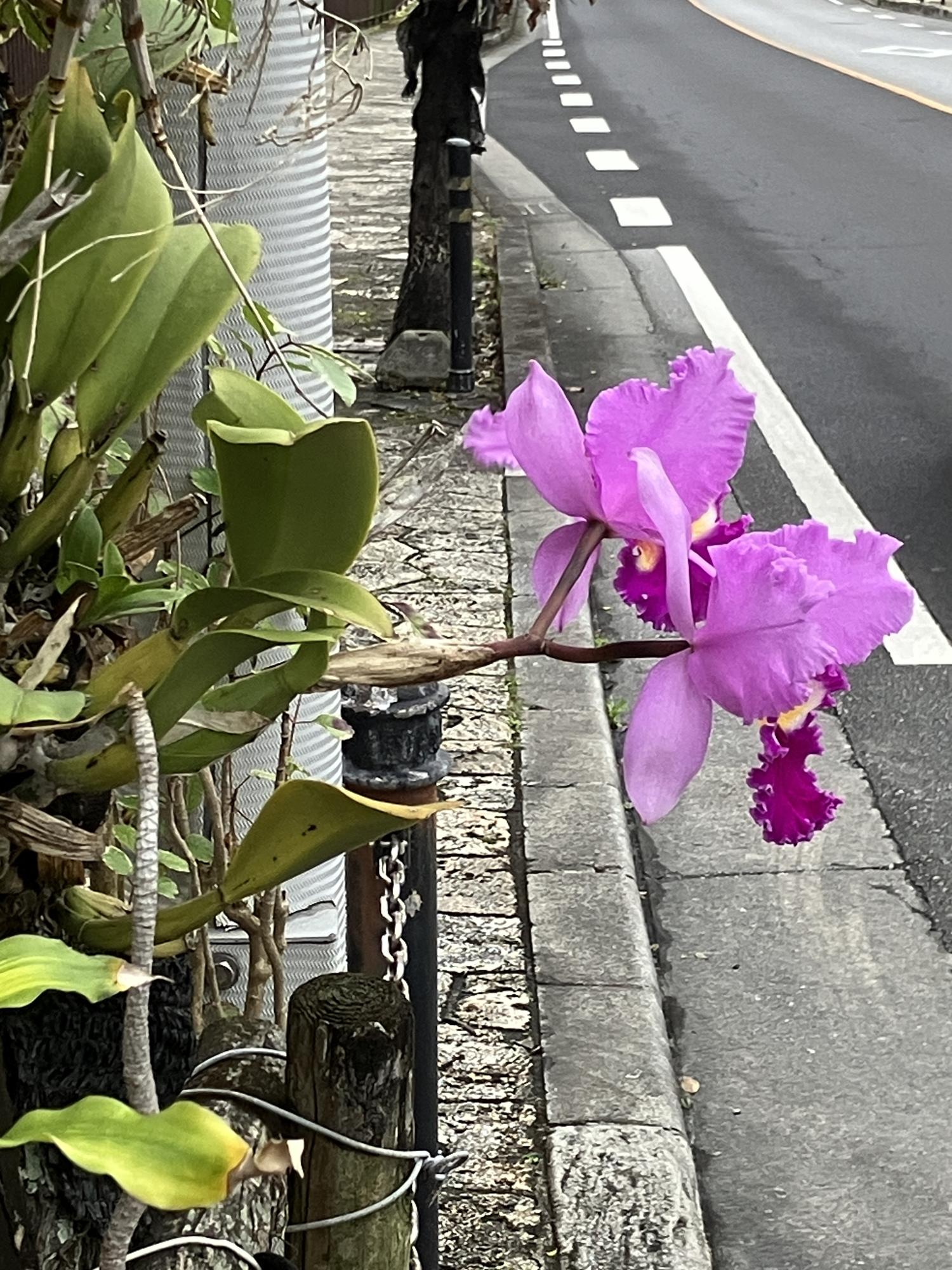 道路わきのカトレア