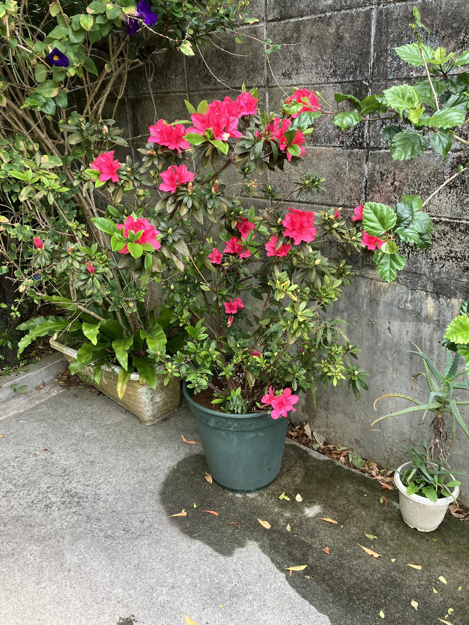 駐車場のつづジは満開