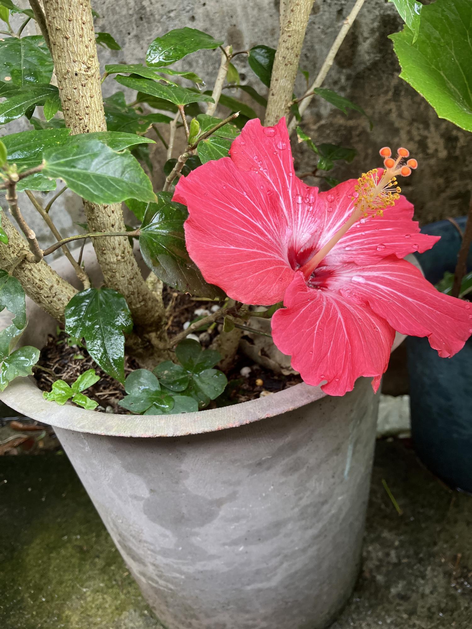 下々のハイビスカスの花