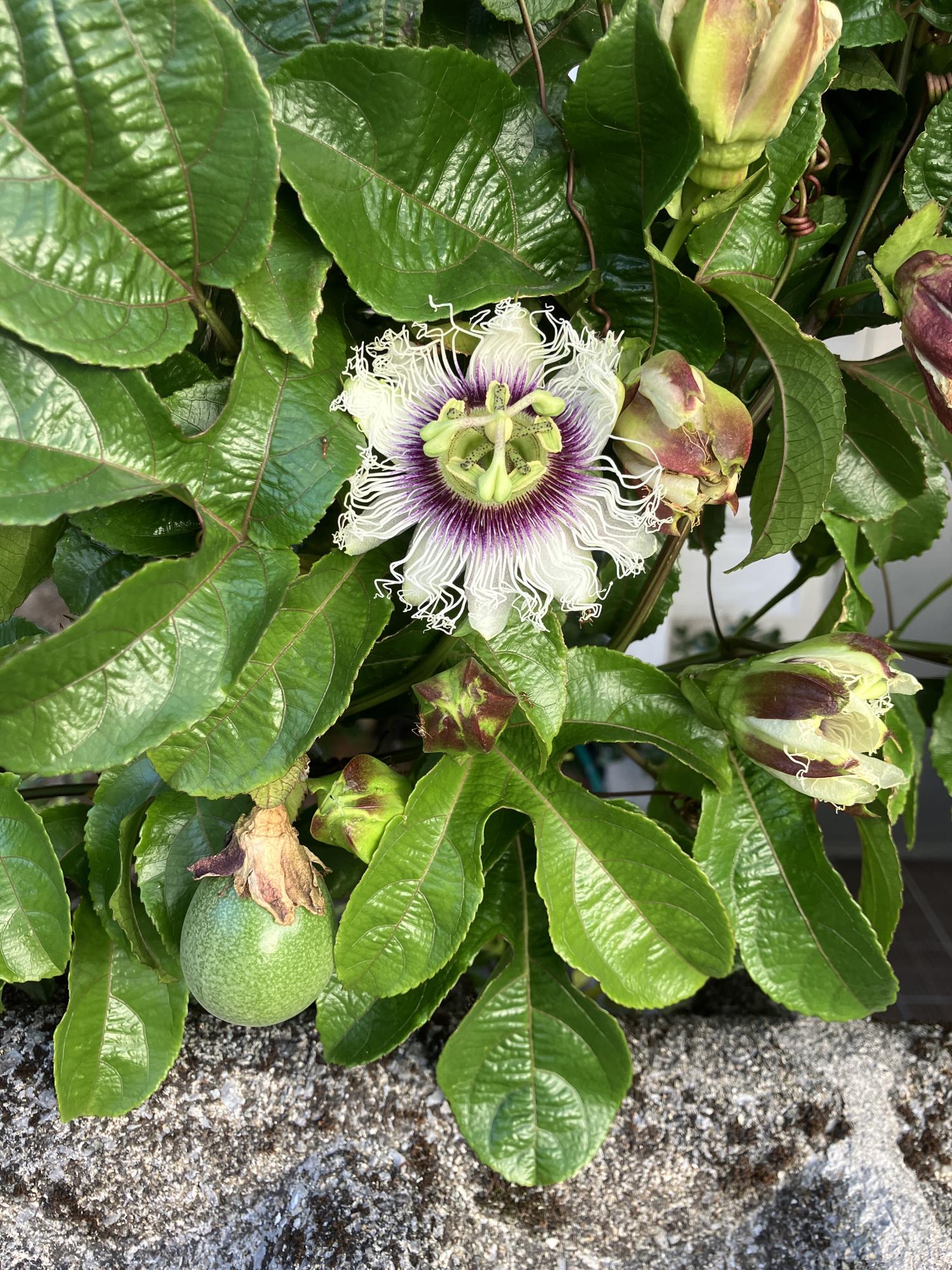 パッションフルーツの花