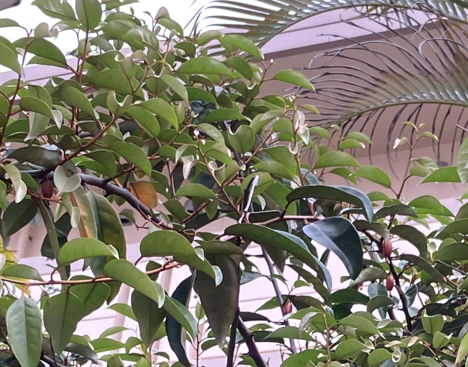 民家に実ったグミ（クービ）の実