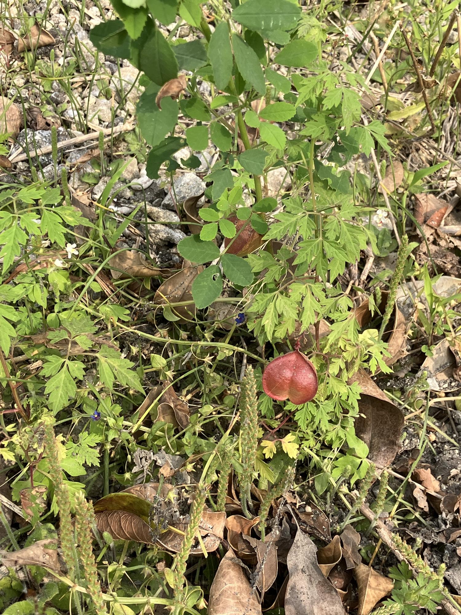 ふうせんかずら