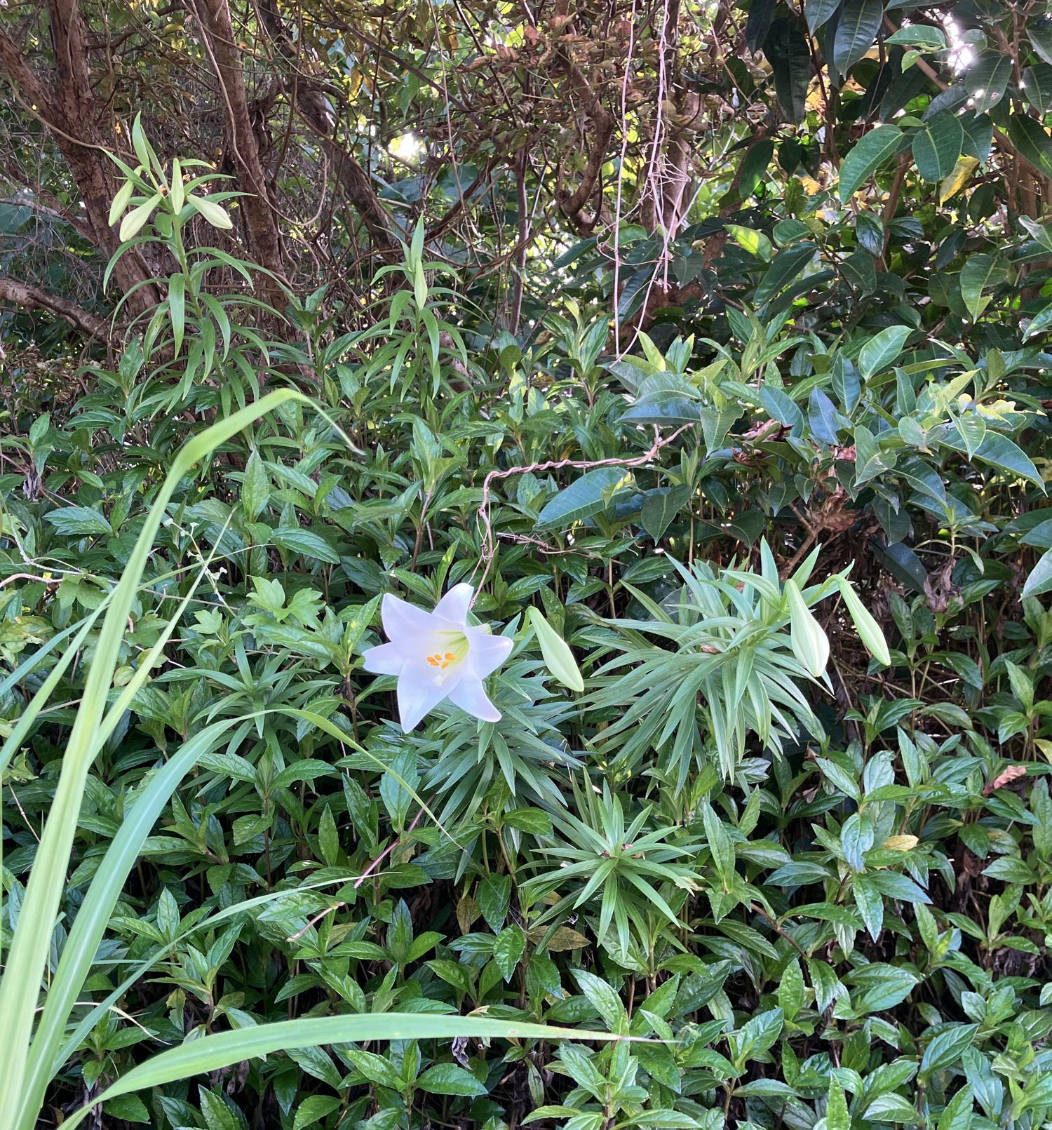 ウォーキングでみる百合