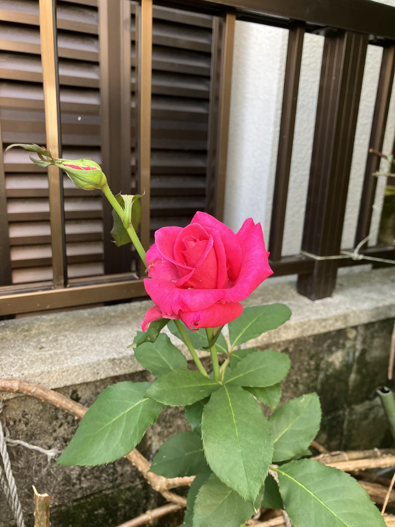 庭の薔薇