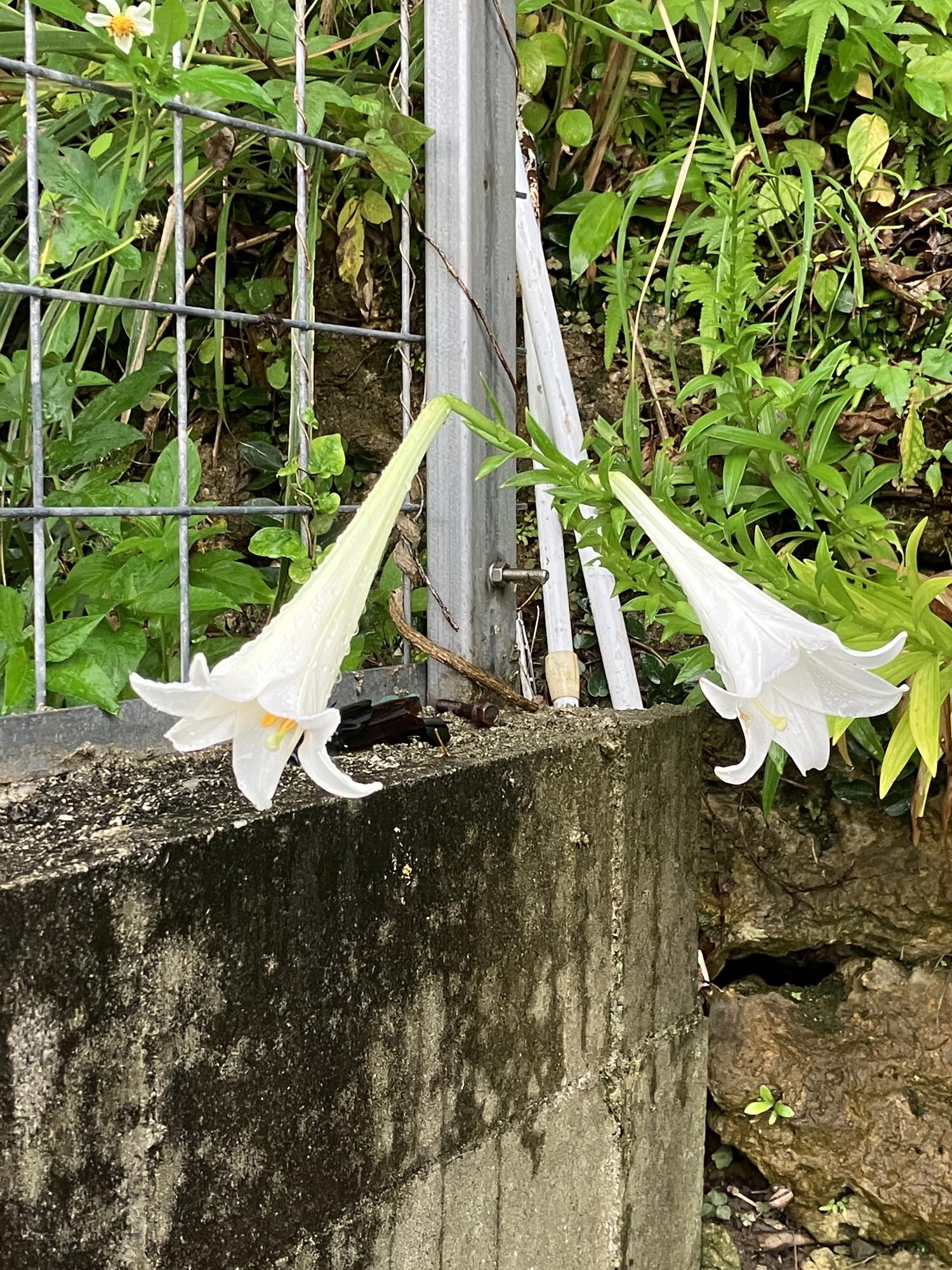 地獄坂の百合