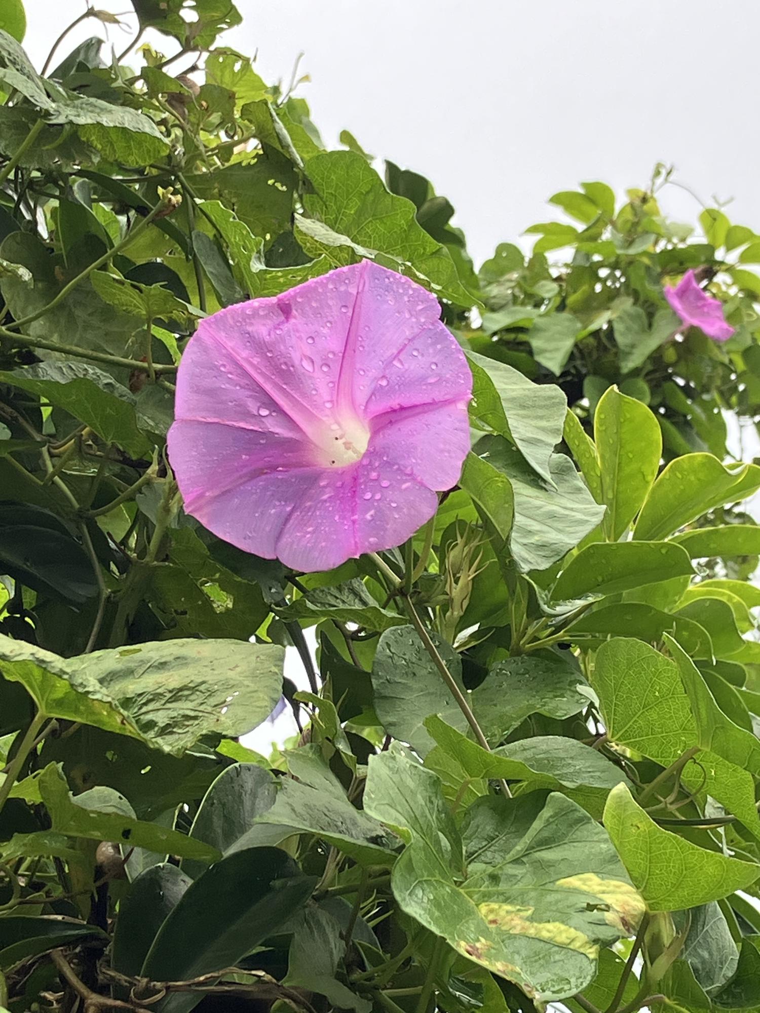 ピンク色のリュウキュウ朝顔