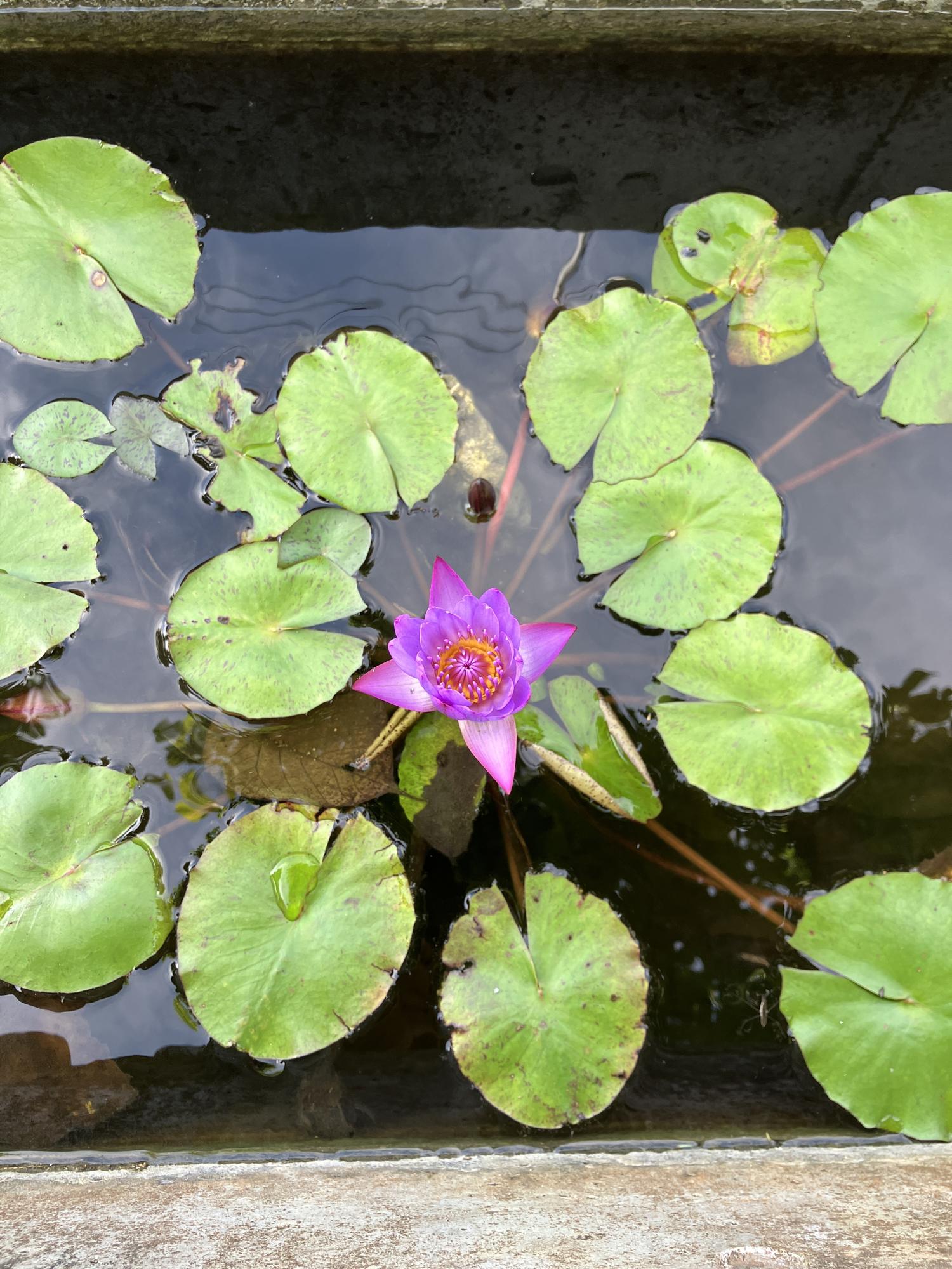水連の花